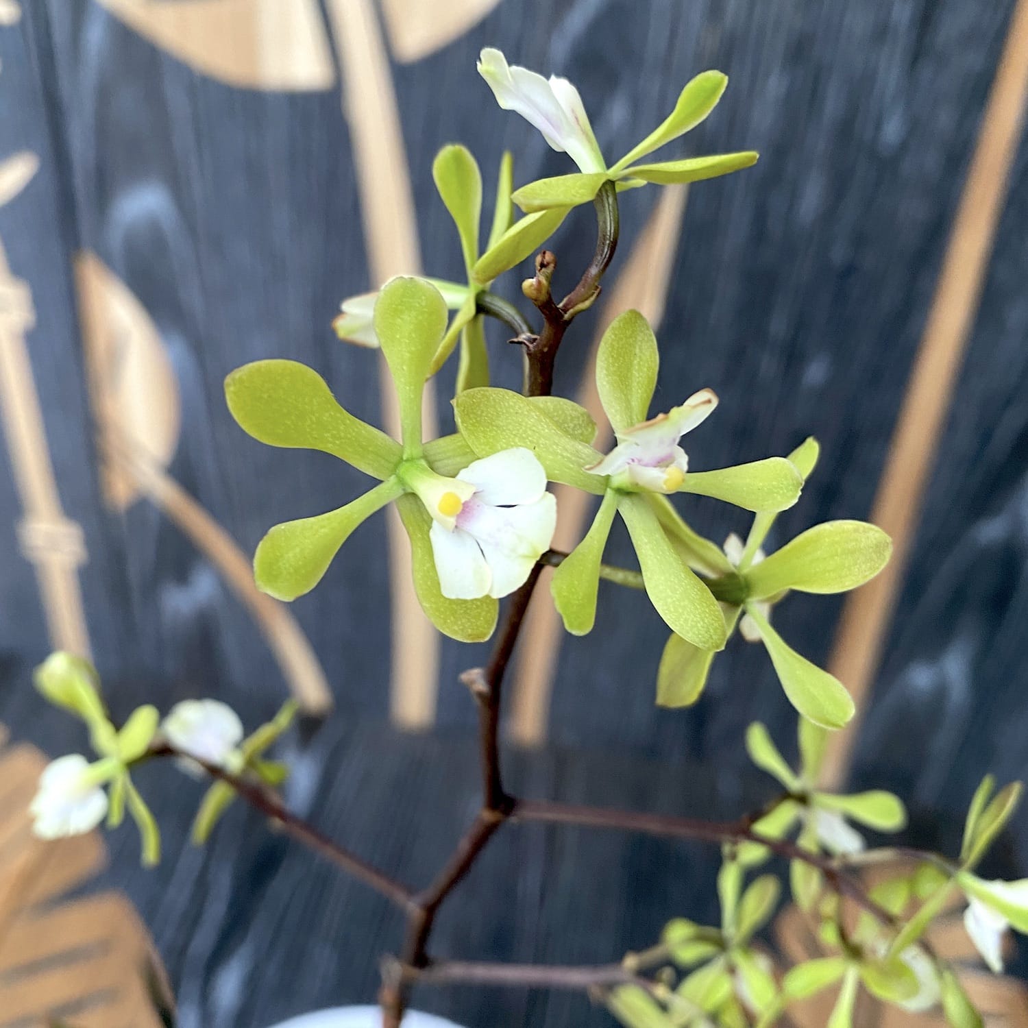 Epidendrum Floribundum - duftende Blüten