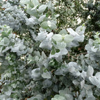 Eucalyptus cordata