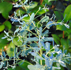 Eukalyptus - Eucalyptus gunnii ‘France Bleu’ ('Rengun')