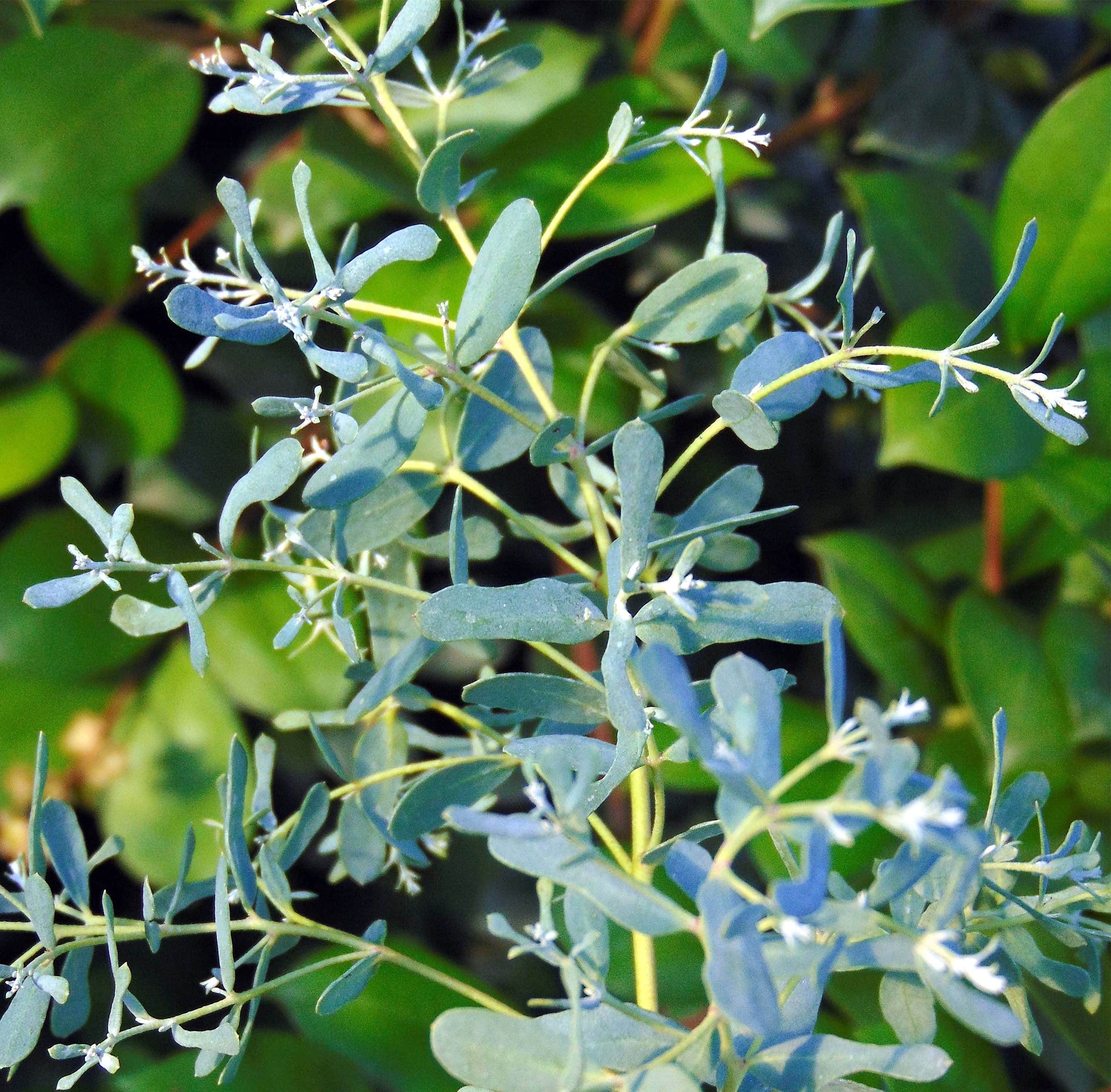 Eucalipt - Eucalyptus gunnii ‘France Bleu’ ('Rengun')