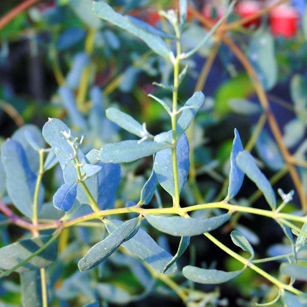 Eucalipt - Eucalyptus gunnii ‘France Bleu’ ('Rengun')