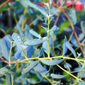 Eucalipt - Eucalyptus gunnii ‘France Bleu’ ('Rengun')