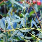 Eucalipt - Eucalyptus gunnii ‘France Bleu’ ('Rengun')
