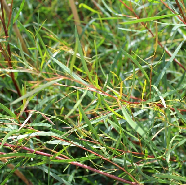 Eucalipt - Eucalyptus pulchella (syn. E. linearis)