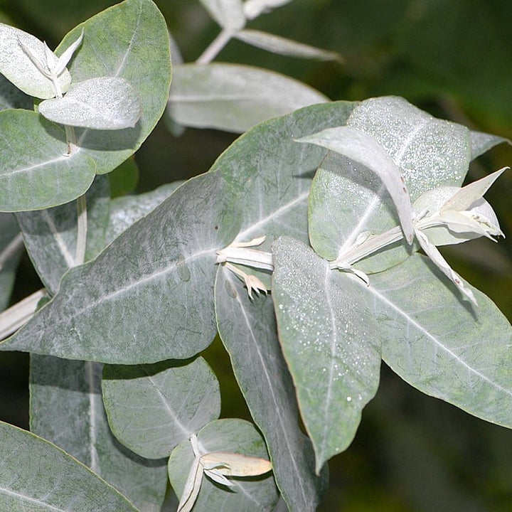 Eucalyptus cordata