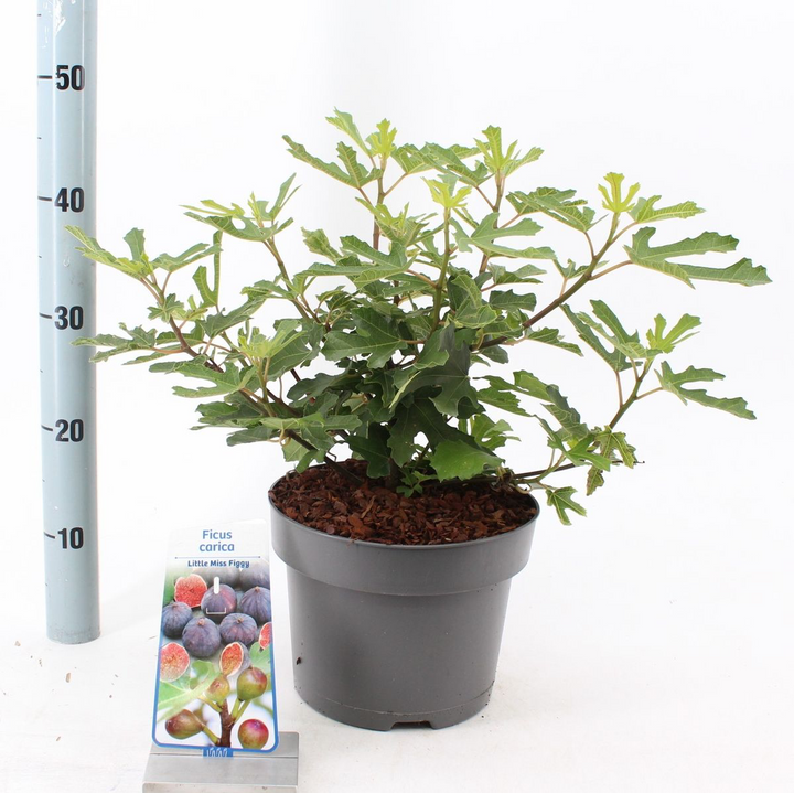 Ficus carica 'Little Miss Figgy' (Ficus carica 'Majoam')