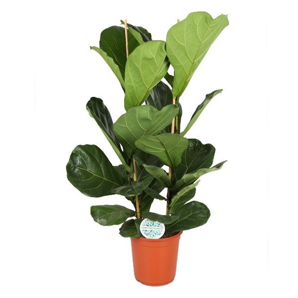 Ficus lyrata (2 plants/pot) H130 cm