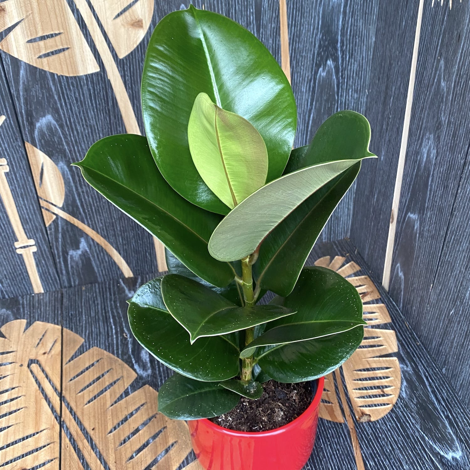 Ficus Elastica Cloe (arborele de cauciuc)