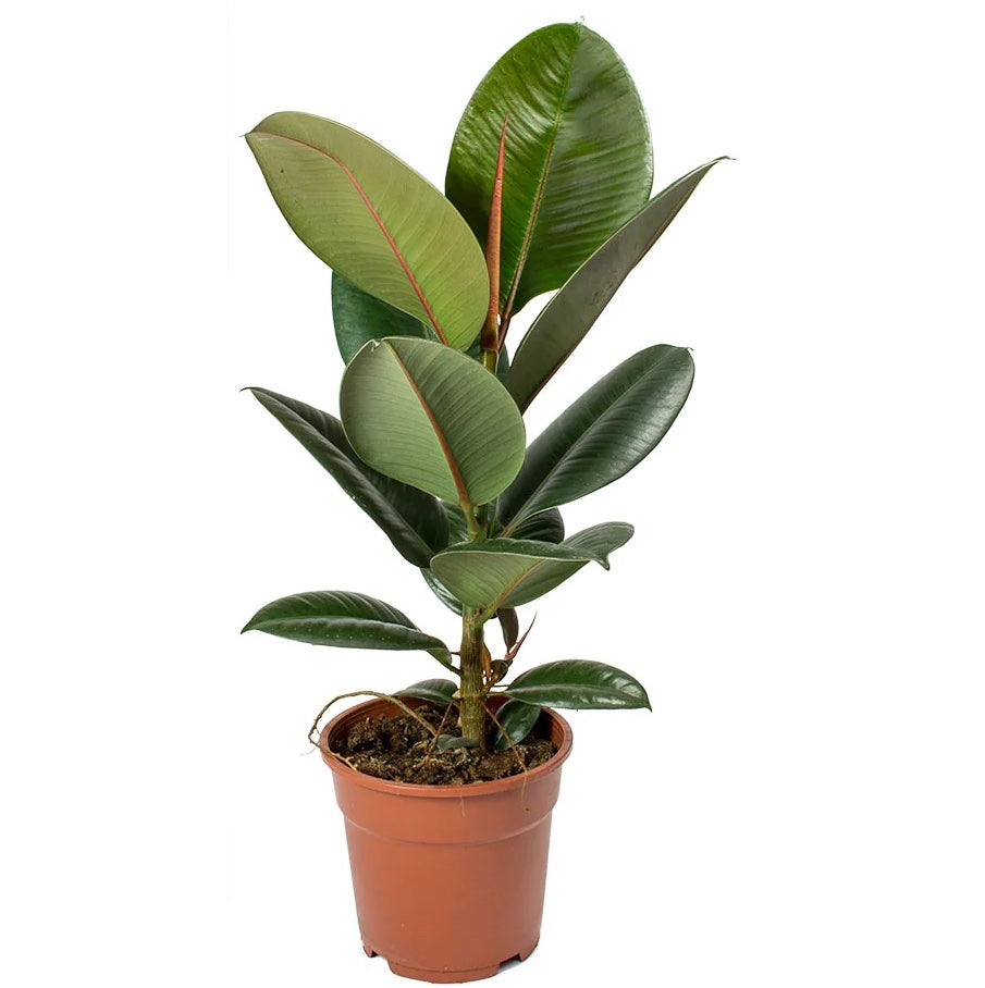 Ficus Elastica Robusta XL(Rubber Plant 'Robusta’)