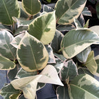 Ficus elastica Tineke (bab növény)