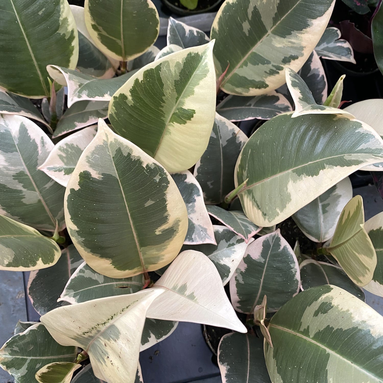 Ficus elastica Tineke (babyplant)