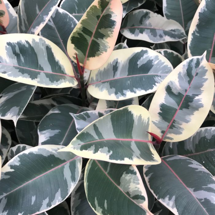 Ficus elastica Tineke (Variegated Rubber Plant)