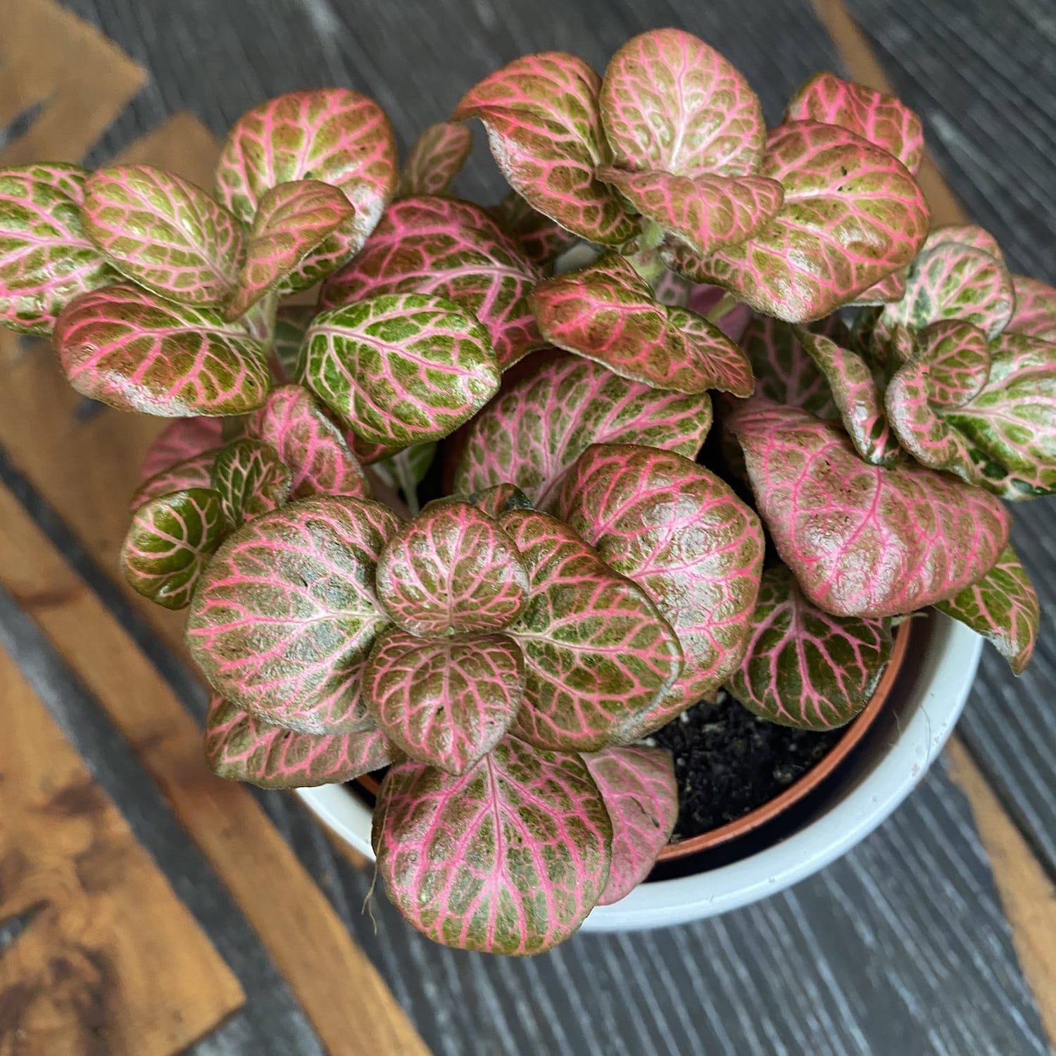 Fittonia 'Pink Special', mozaïekplant