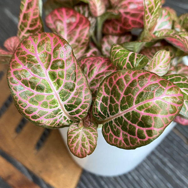 Fittonia 'Pink Special', Mosaikpflanze