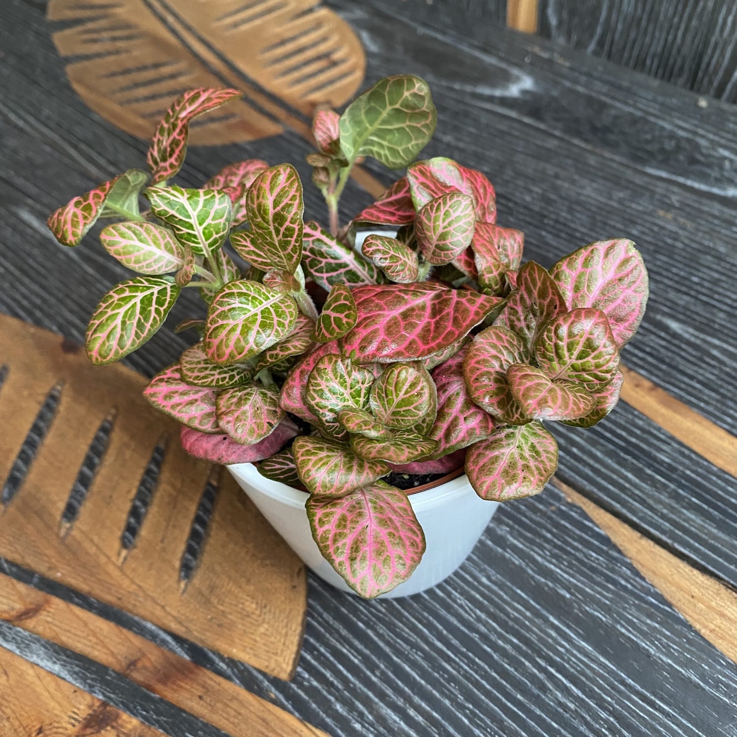 Fittonia 'Pink Special', mozaïekplant