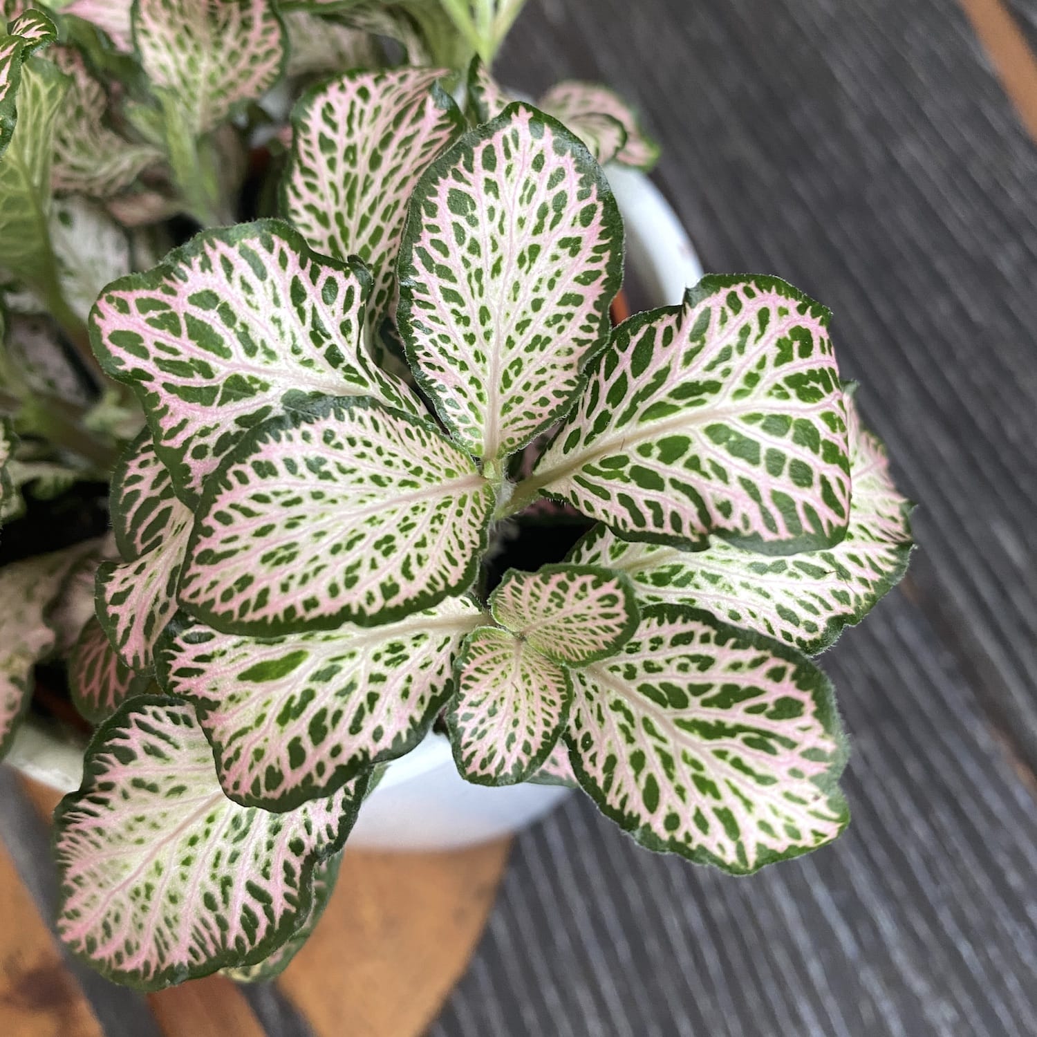 Fittonia 'Purple Snow Anne', planta mozaic