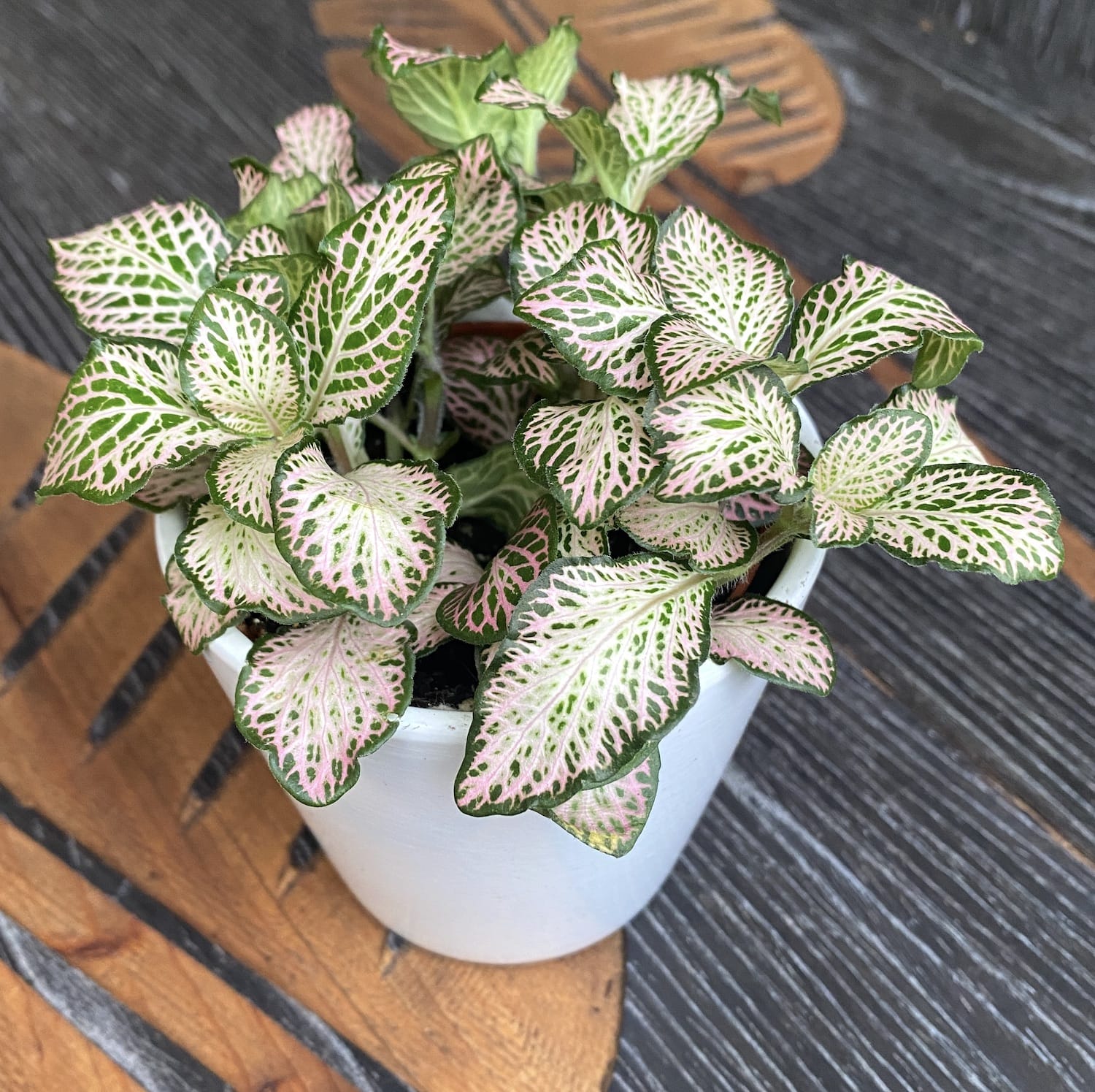 Fittonia 'Purple Snow Anne', planta mozaic