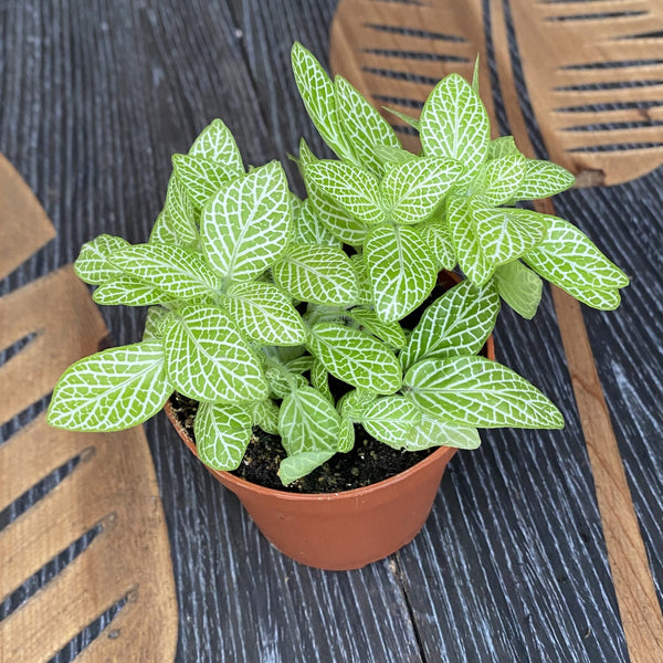 Fittonia 'Superba lemon', planta mozaic