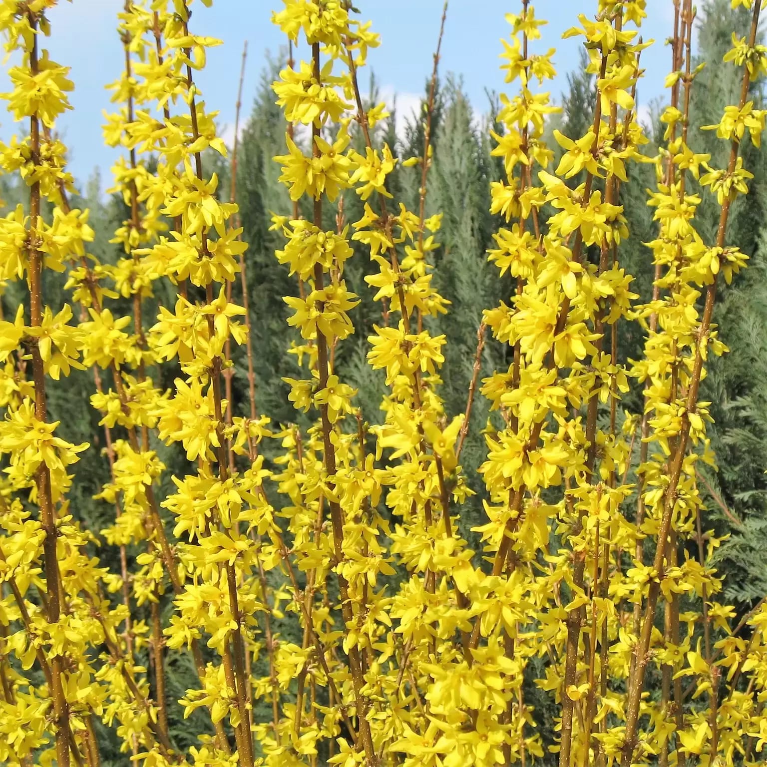 Forsythia intermedia 'Weekend'