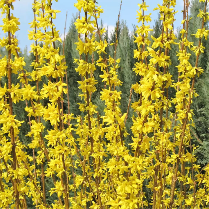 Forsythia intermedia 'Weekend'