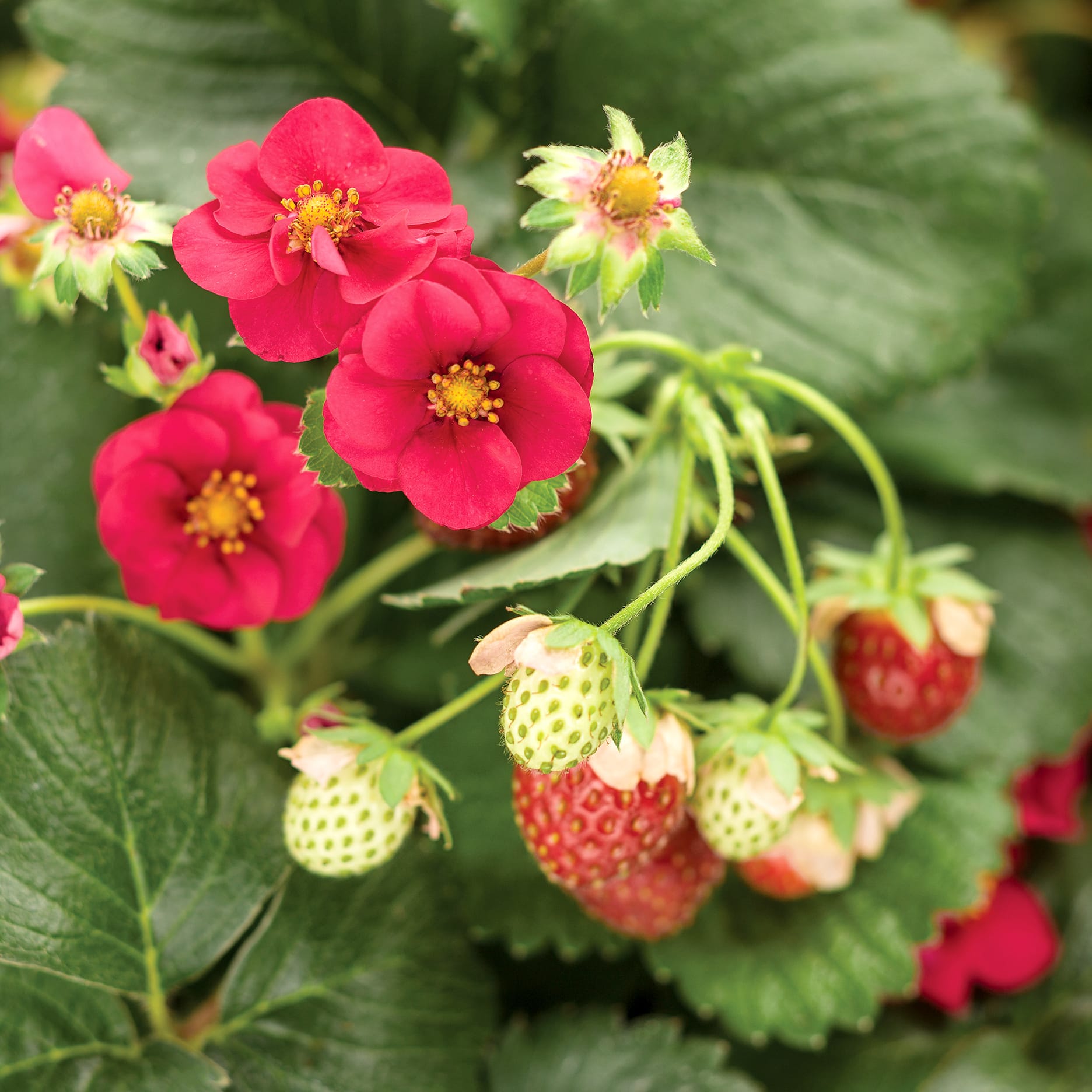 Capsun - Fragaria x ananassa 'Red Summer Breeze'