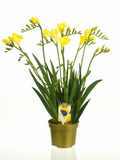 Frezie galbena in ghiveci - Freesia Popey