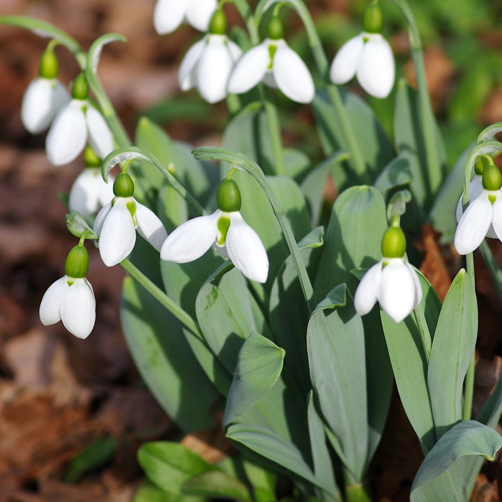 Galanthus elwesii