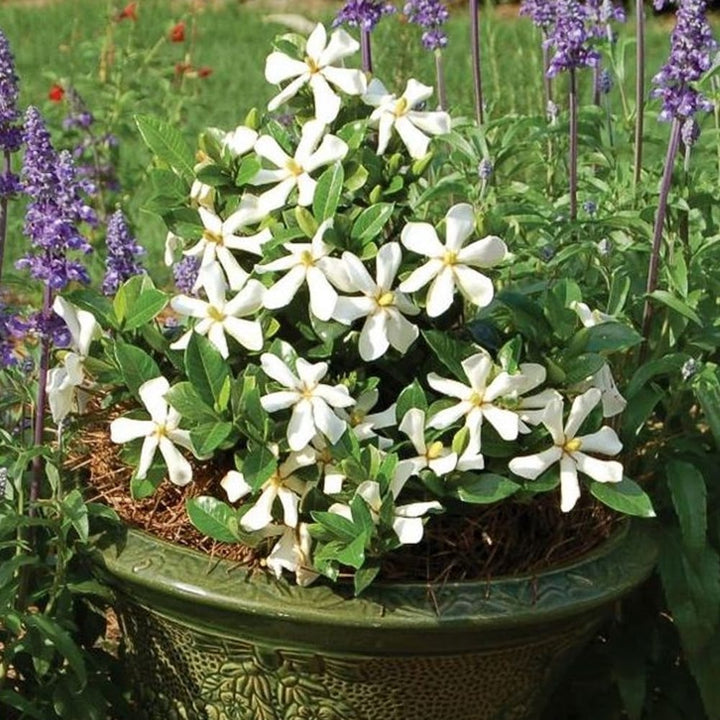 Gardenia Jasminoides 'Pinwheel'