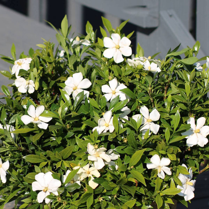 Gardenia Jasminoides 'Sweetheart'