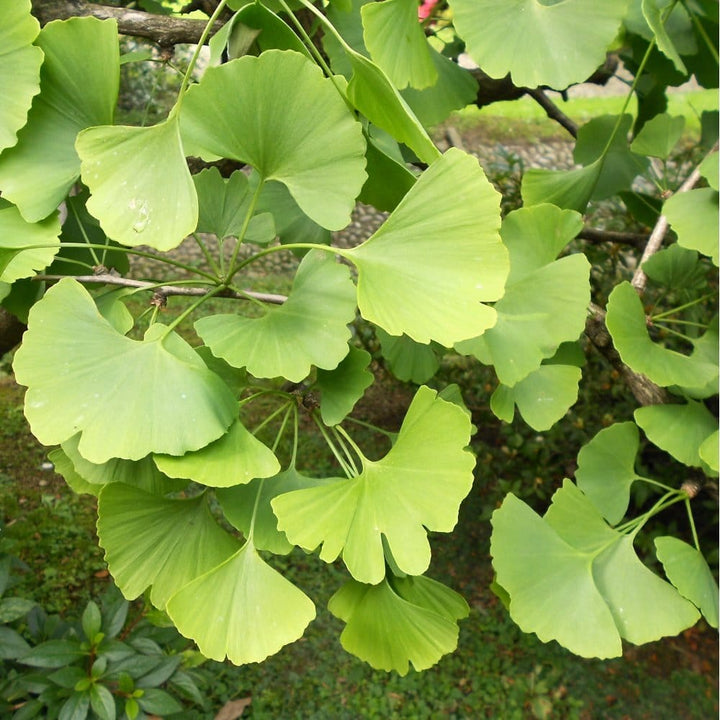 Ginkgo biloba