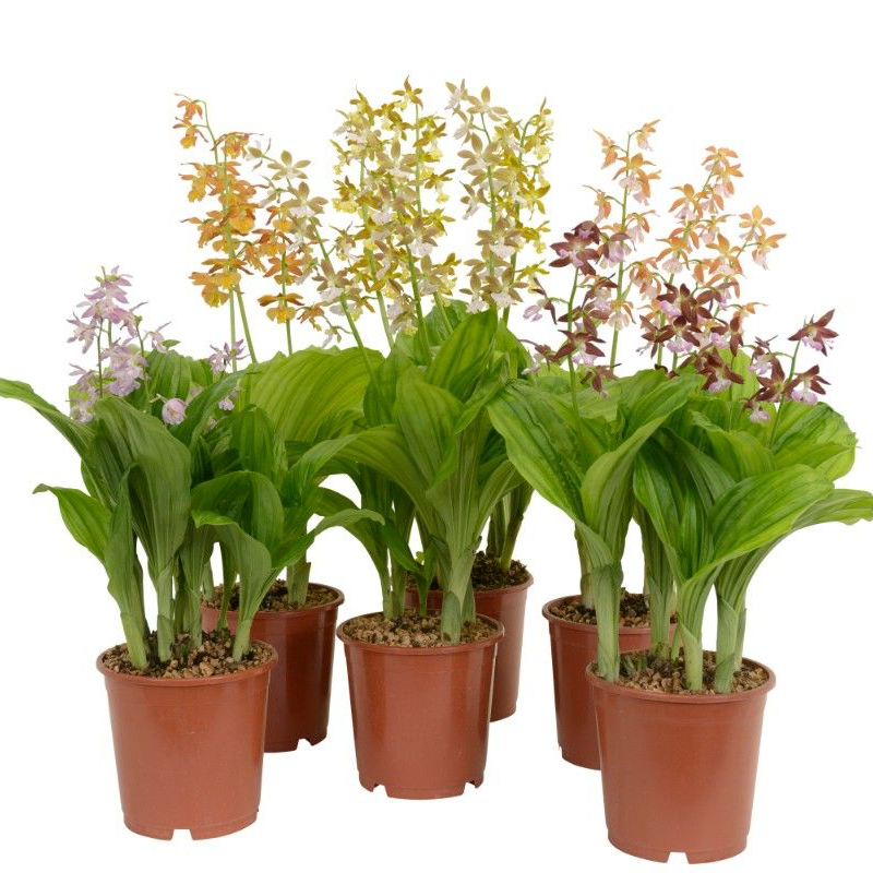 Calanthe mix (orhidee de gradina) - flori parfumate