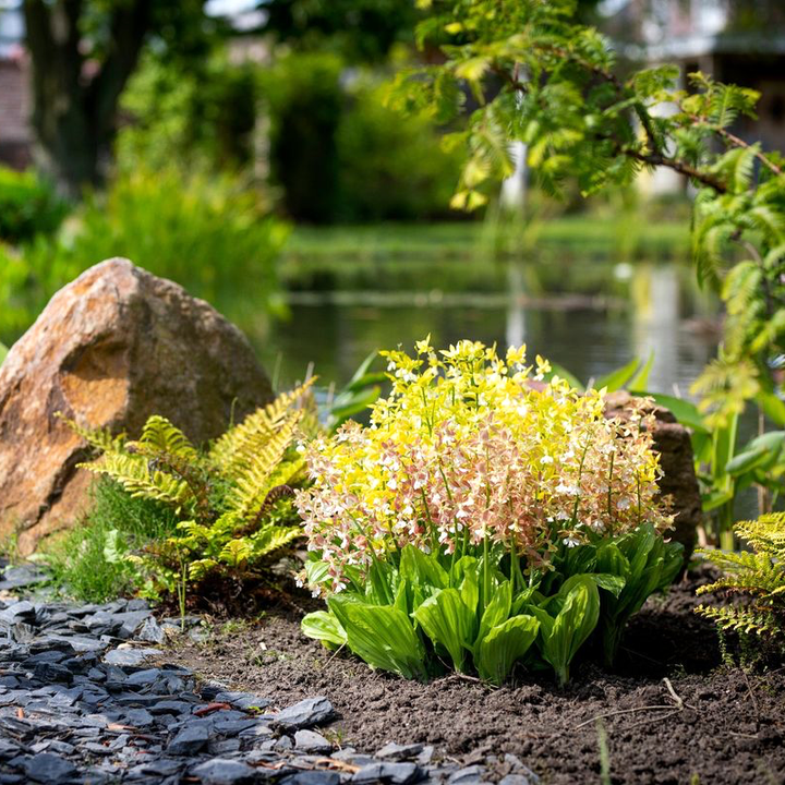 Calanthe mix (orhidee de gradina) - flori parfumate