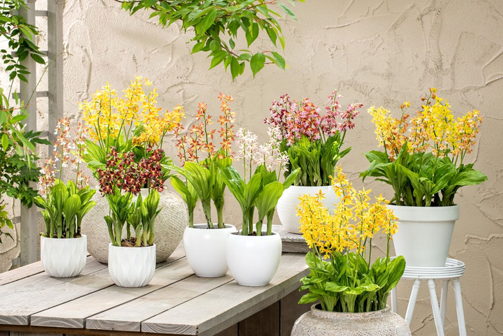 Calanthe mix (orhidee de gradina) - flori parfumate