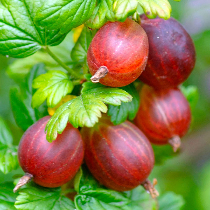 Ribes uva-crispa 'Spine Free'