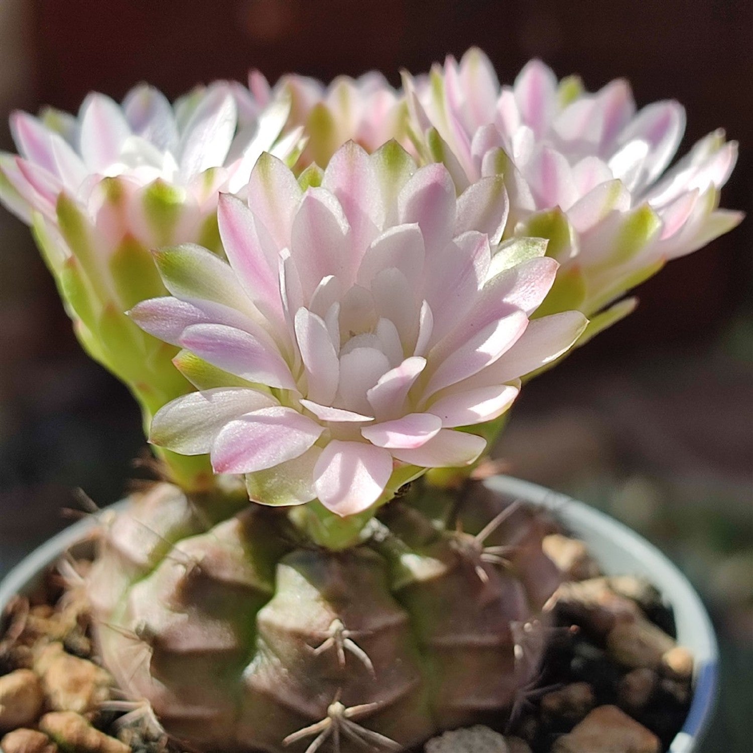 Gymnocalycium damsii
