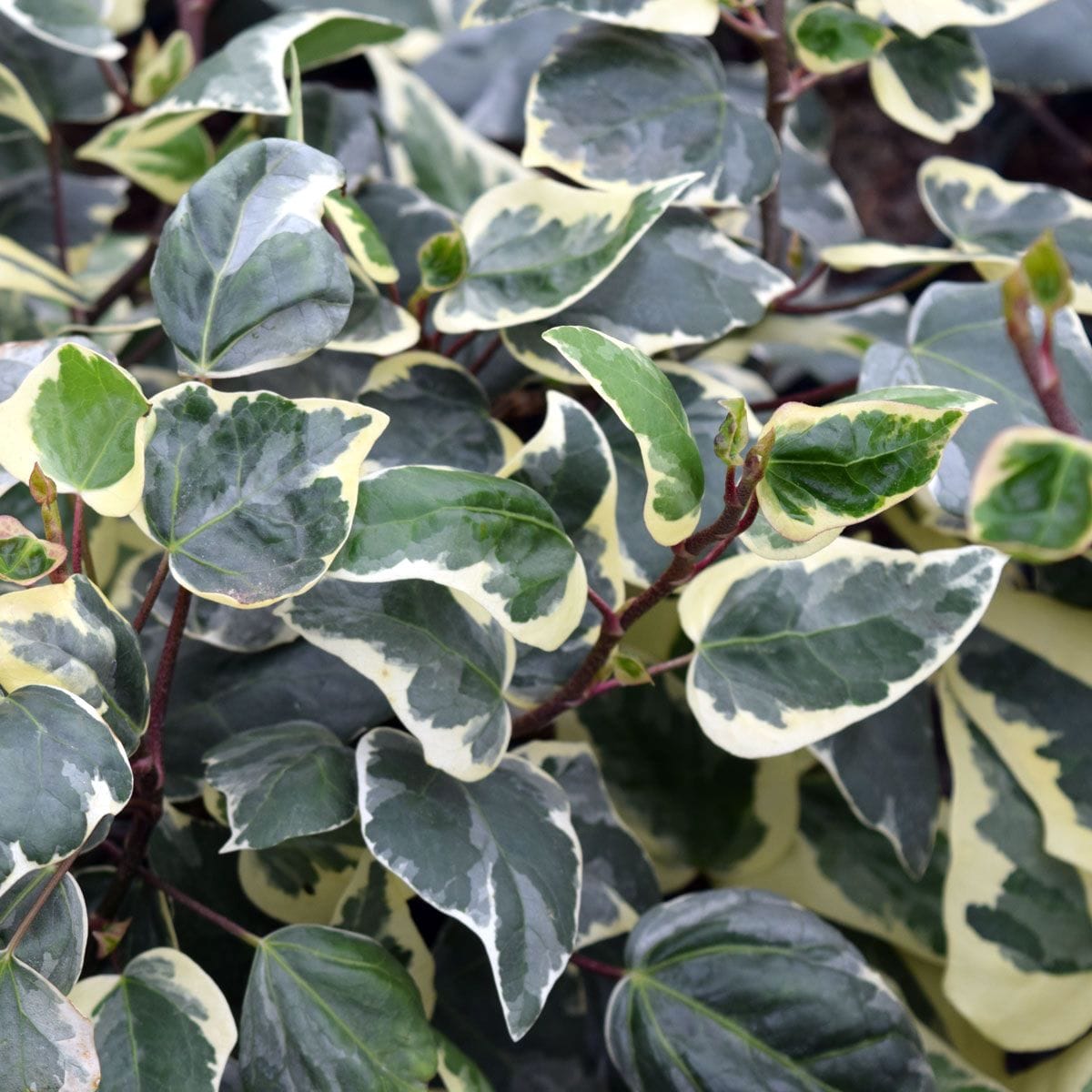 Iedera - Hedera algeriensis 'Gloire de Marengo' (Variegated Algerian Ivy)