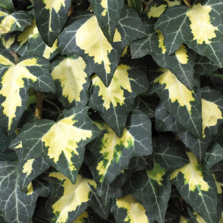 Hedera helix 'Goldheart'