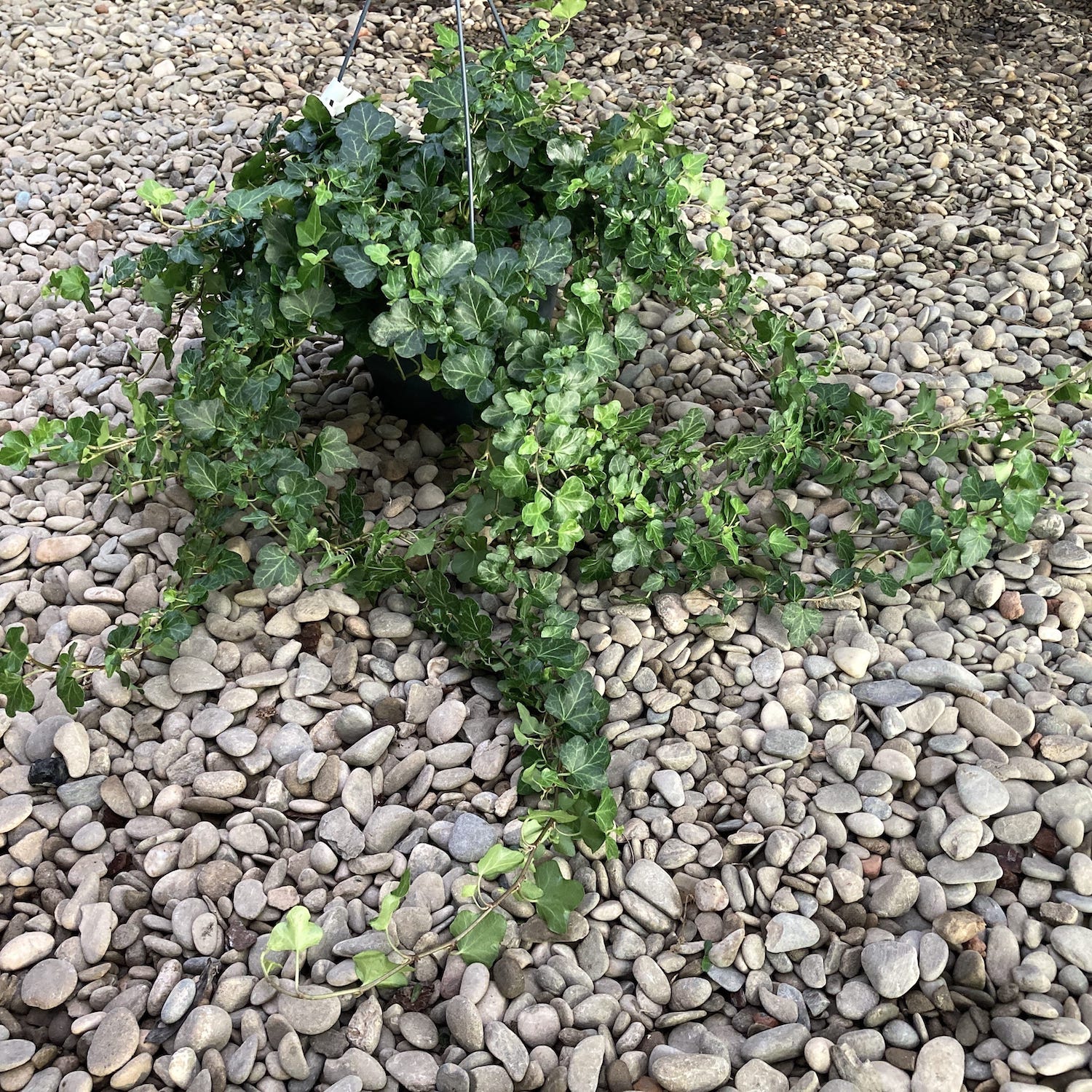 Iedera curgatoare in bol XL - Hedera Helix (frunza simpla)