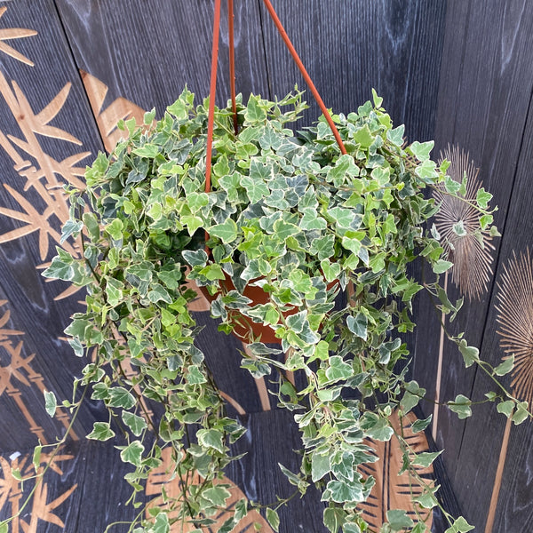 XL bicolor flowing ivy - Hedera Helix