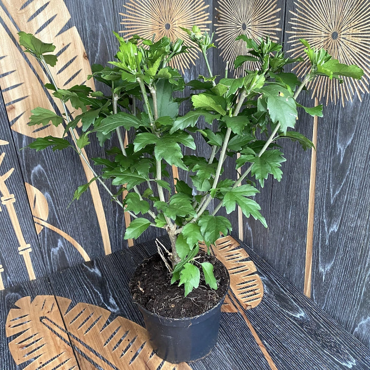 Hibiscus syriacus 'Speciosus'