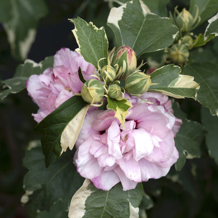 Hibiscus syriacus 'Sugar Tip'