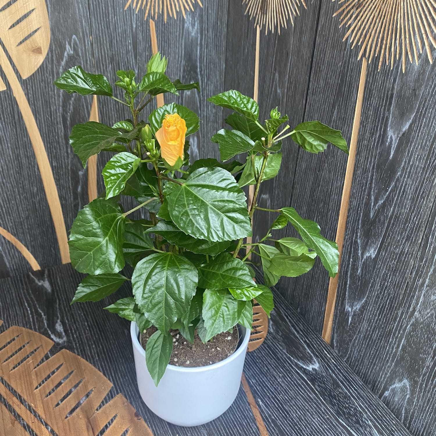 Hibiscus rosa-sinensis Daphne - 2 plantes/pot