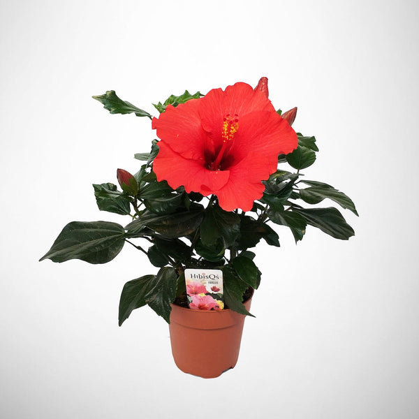 Hibiscus rosa-sinensis 'Volcano'