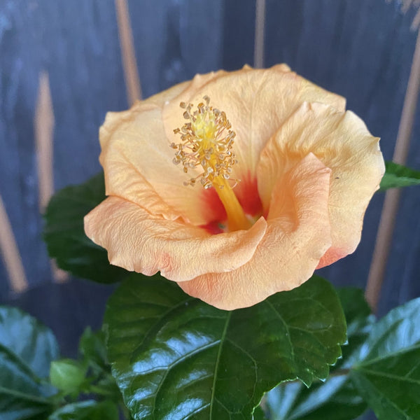 Hibiscus rosa-sinensis Daphne – 2 Pflanzen/Topf
