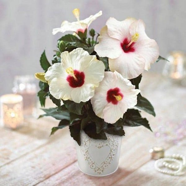 Hibiskus 'Adonicus White' - XL-Blüten (2-3 Pflanzen/Topf)