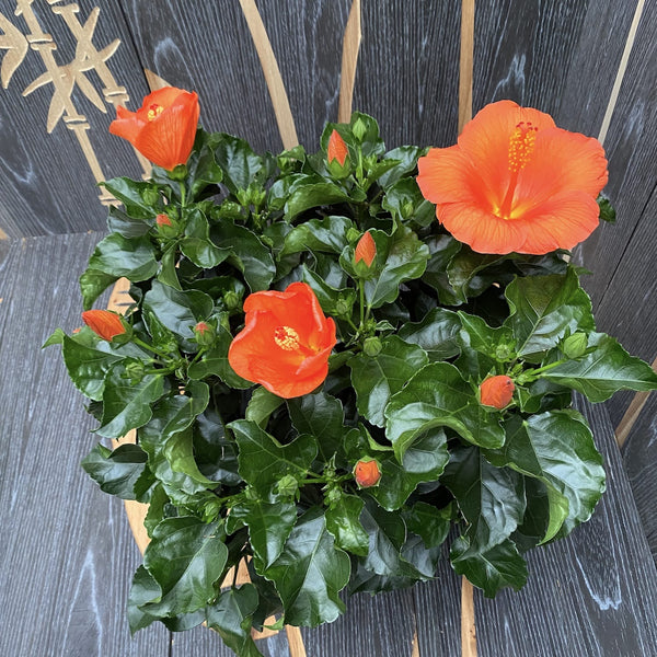 Hibiscus Torino XXL - 4 plants/pot