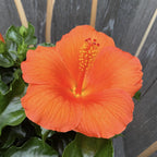 Hibiskus Torino XXL - 4 biljke/saksije