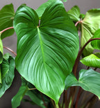 Homalomena rubescens 'Maggy' (Queen of hearts)