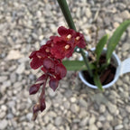 Leomesezia (Howeara) Lava Burst