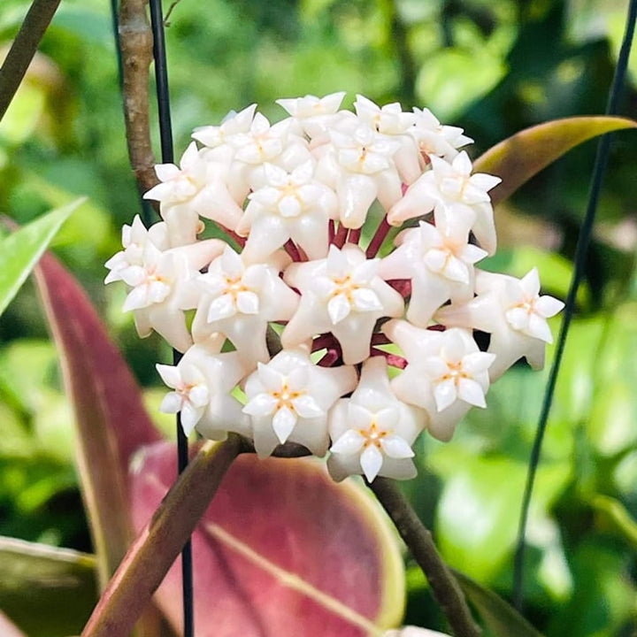 Hoya acuta spoon leaves